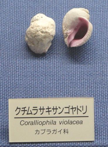 Coralliophila violacea